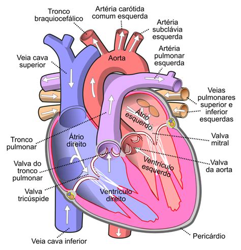 Função Das Valvas Cardiacas
