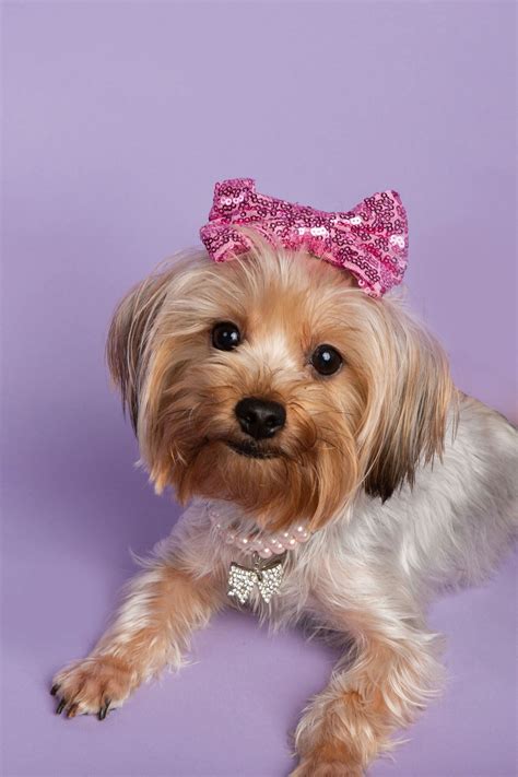 Yorkies of Houston - Puppies, Yorkshire Terrier, Dog | Yorkie, Yorkie