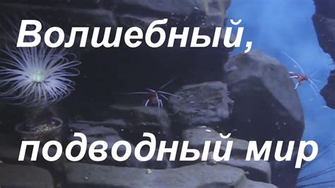 волшебный, подводный мир - YouTube