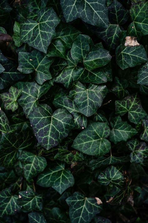 Download Lush Ivy Leaves Texture Wallpaper | Wallpapers.com