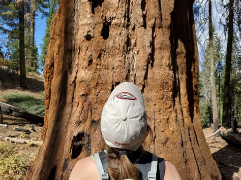 Hard Times At Sequoia State Park Guide - Guides Online