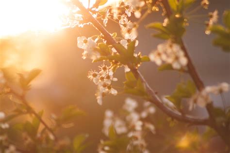 8,000+ Best Spring Photos · 100% Free Download · Pexels Stock Photos