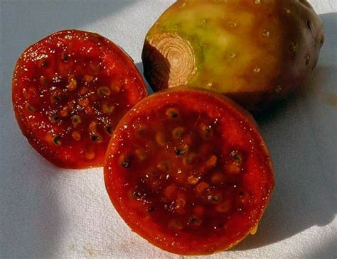 Кактус опунция и его полезные свойства, как осуществляется уход и ...
