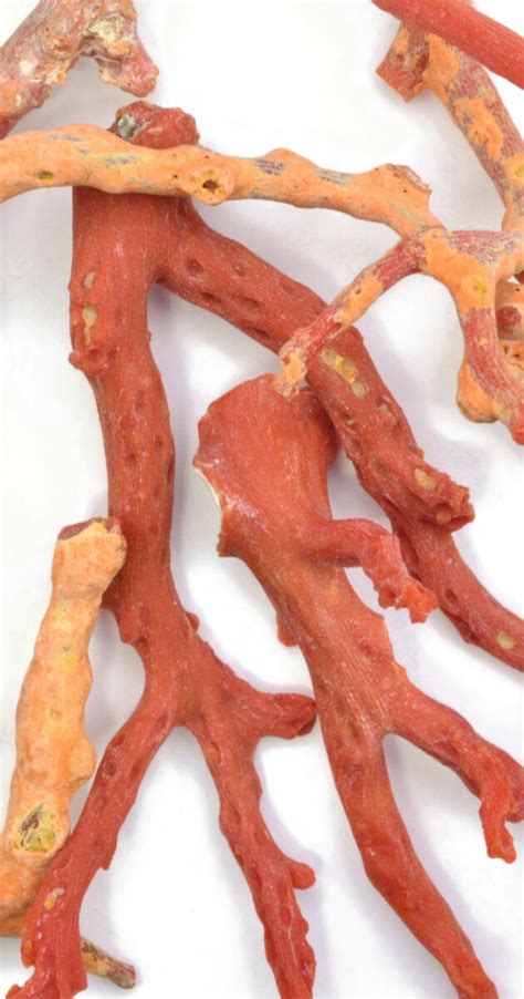 rough red coral santa fe jewelers supply santa fe jewelers supply