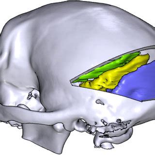 regions   visual cortex      purple