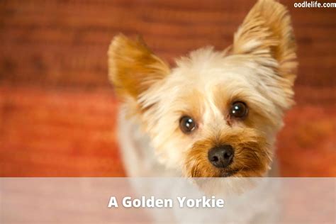 How Can I Make My Yorkies Hair Shiny And Long