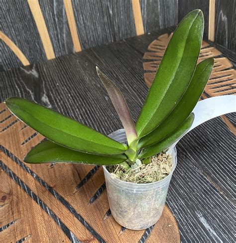 Orchid Phalaenopsis Lioulin Sparrow '459' (peloric)