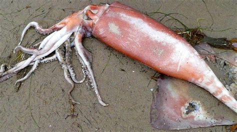 Jumbo Squid found on beach after Earthquake! – Cryptoworld