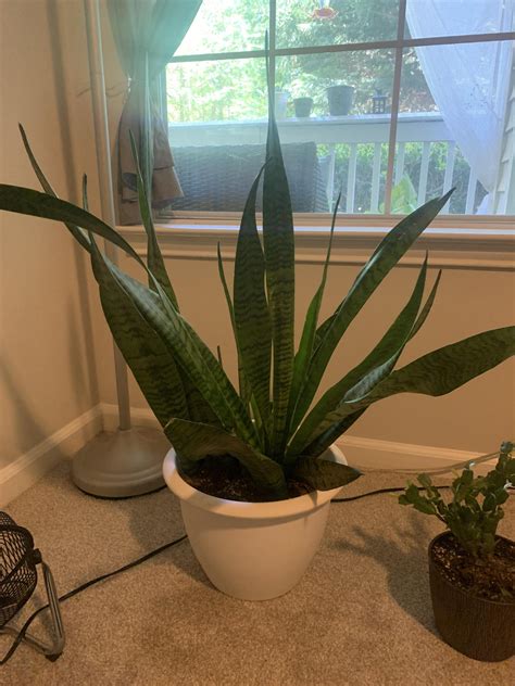 My snake plant is suffering from root rot and I’m fully I aware I