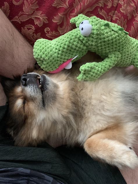 My cute little spoiled brat, Luna. | Scrolller