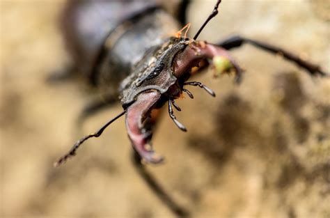 Angry stag beetle in Le Mans, France : r/MacroPorn