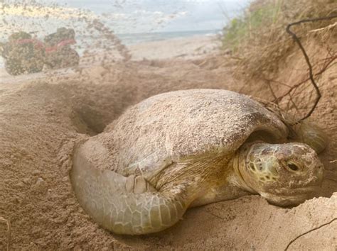 Sea Turtle Digging Nest