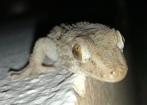 Gekko Foto & Bild | fotos, natur, tiere Bilder auf fotocommunity