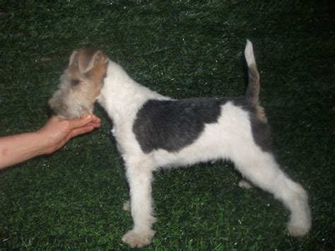 fox terrier sarmos - cristeaalexandru