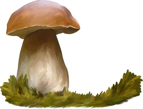 cèpe