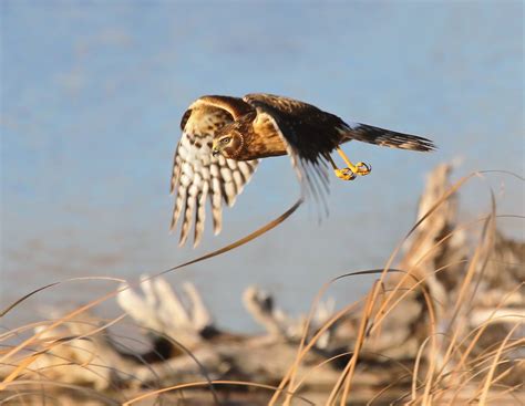 Lake Waco Wetlands - Stay tuned for the 2014 Lake Waco Wetlands