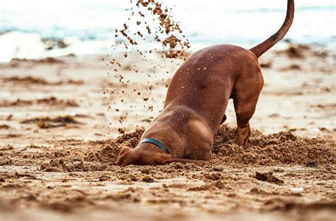 Why Do Dogs Dig? Understanding the Reasons Behind This Instinctual Beh ...