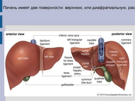 Структурно-функциональная оденица печени. Функции печени - online ...
