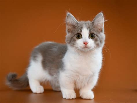 Ảnh Mèo Munchkin Đẹp Dễ Thương, Đáng Yêu Liêu Xiêu