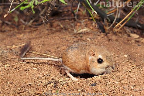 Stock photo of Ord kangaroo rat in desert habitat {Dipodomys ordii}, SW