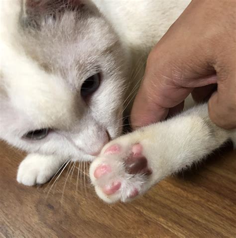 My Cats Paws Smell Like Poop at Troy Jenkins blog