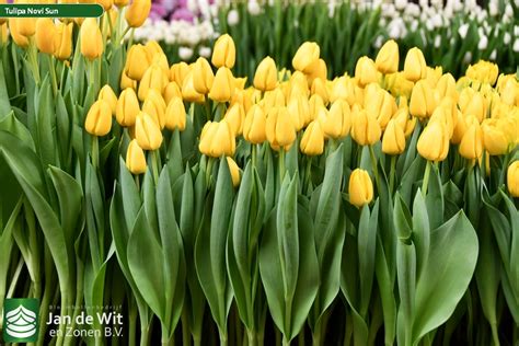 Novi Sun ® | Tulp | Jan de Wit en Zonen B.V.