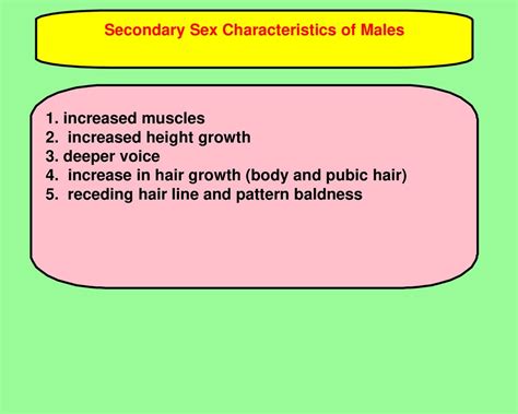 male reproductive system