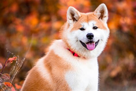 Akita Product Reviews, Stories, & Gifts for Akita Owners