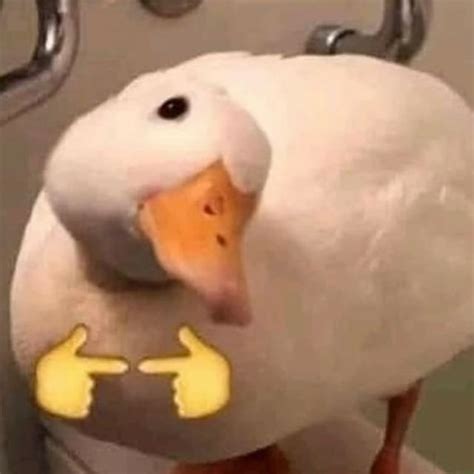 Funny Duck Memes | Cute Animals with Funny Captions