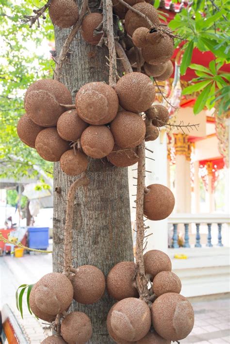 Shorea Robusta Tree and Fruit Stock Photo - Image of beautiful, robusta ...