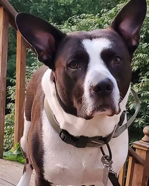 Is A Mountain Cur Pitbull Mix A Reliable Dog Breed?
