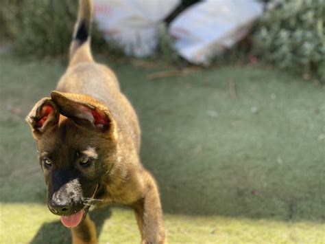 Edge, Jett, and Kiwi. | German Shepherds Forum