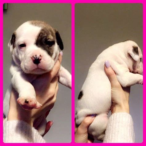 american bulldog puppies  littleborough manchester gumtree