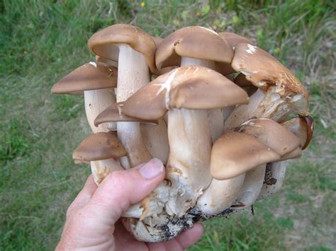 Fried chicken mushroom Lyophyllum decastes - Vancouver Mycological Society