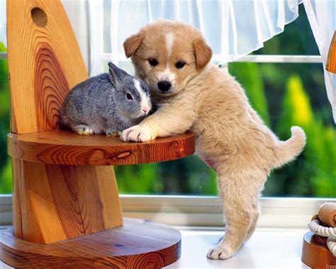 images lapins