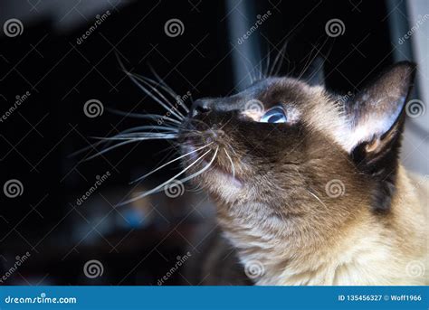 Cat Thai breed portrait stock image. Image of point - 135456327