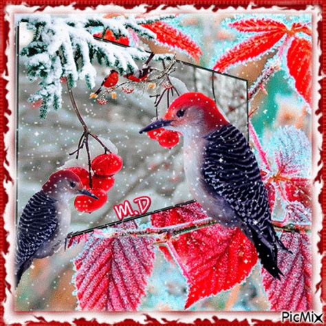 Pájaros en invierno - GIF animado gratis - PicMix