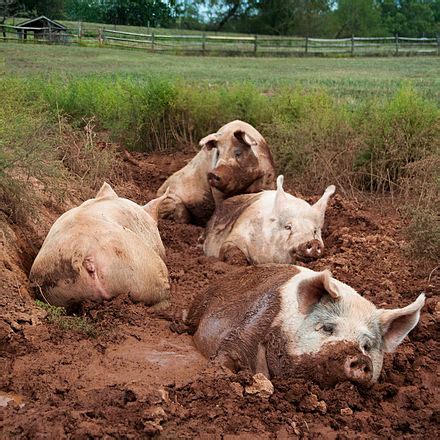Pig - Wikipedia