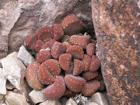 Aloinopsis luckhoffii | North American Rock Garden Society