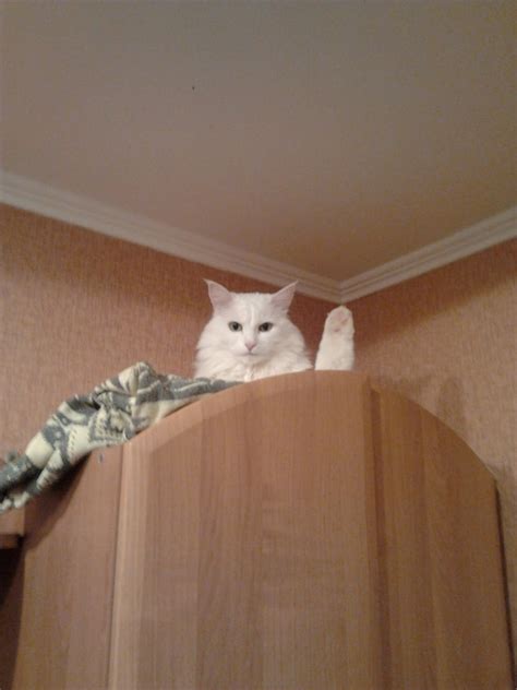 хоба :: кот / смешные картинки и другие приколы: комиксы, гиф анимация ...