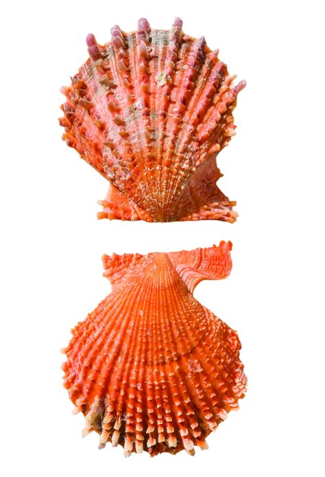 shell classification teacher shell plates learning resources