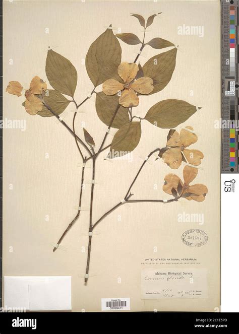 cornus florida  cornus florida  stock photo alamy