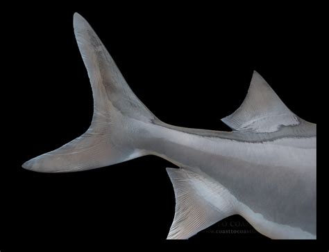 Paddlefish Fish Mounts & Replicas by Coast-to-Coast Fish Mounts