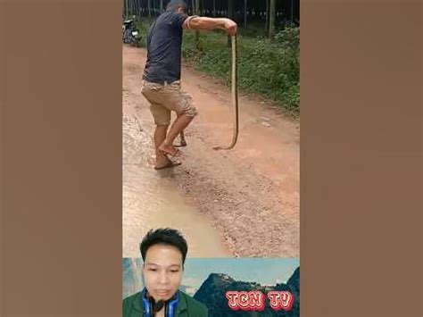 RẮN HỔ HÁN TRONG TRUYỀN THUYẾT #shortvideo #short #shorts - YouTube
