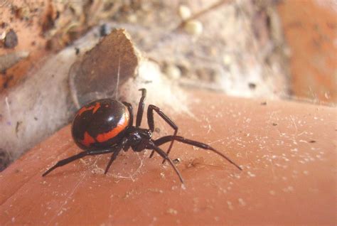 Falsas viudas negras (Steatoda) - Picture Insect