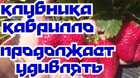 «Клубника Кабрилло:( Продолжает удивлять)». - YouTube