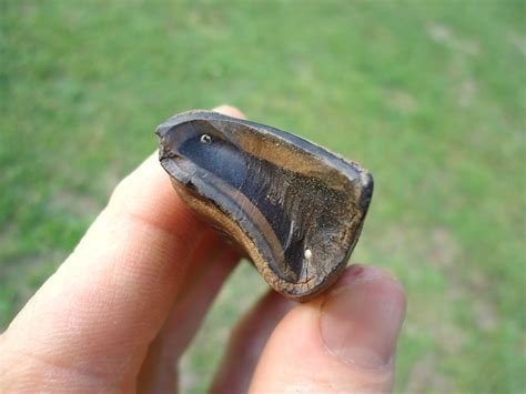 Exceptional Megalonyx Sloth Tooth | Recently Sold | FOSSILS | Prehistoric Florida