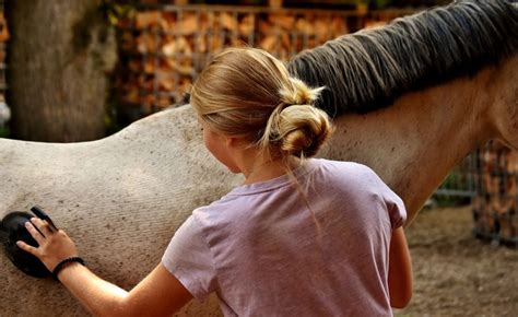 The 5 Best Horse Grooming Brushes | 2022 Buying Guide - Equineigh