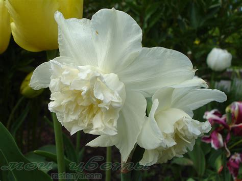 Нарцисс Калгари - Narcissus Calgary - фото - выращивание и уход ...