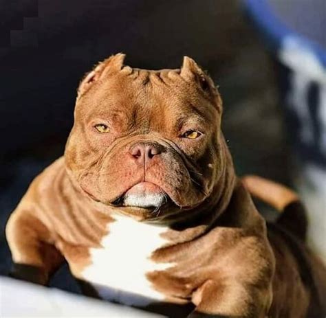 Micro Bully: The Miniature American Bully Breed Guide
